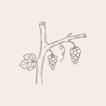 Andrew Murray's Idea of the Vine and Branches
